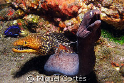 Morays. by Miguel Cortés 